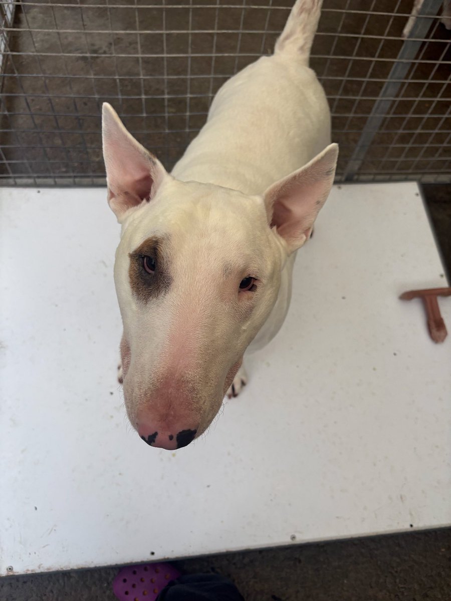 satisfctionlou's tweet photo. @dtnols English Bull Terrier!!! https://t.co/xNMJTqiN4d