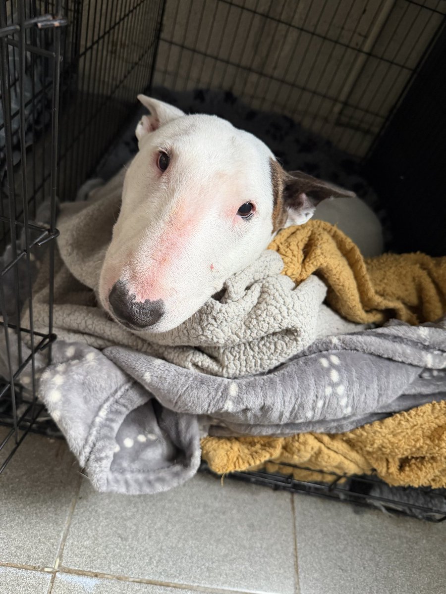 satisfctionlou's tweet photo. @dtnols English Bull Terrier!!! https://t.co/xNMJTqiN4d