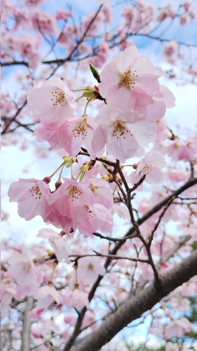 Feather_Lizard's tweet photo. 🌸 https://t.co/l2sRgNTMWy