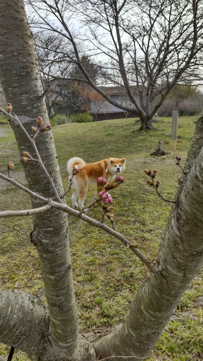 ひーさん tweet media