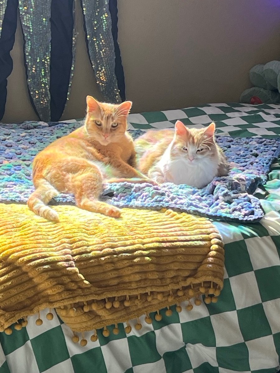 saoirse dream tweet media