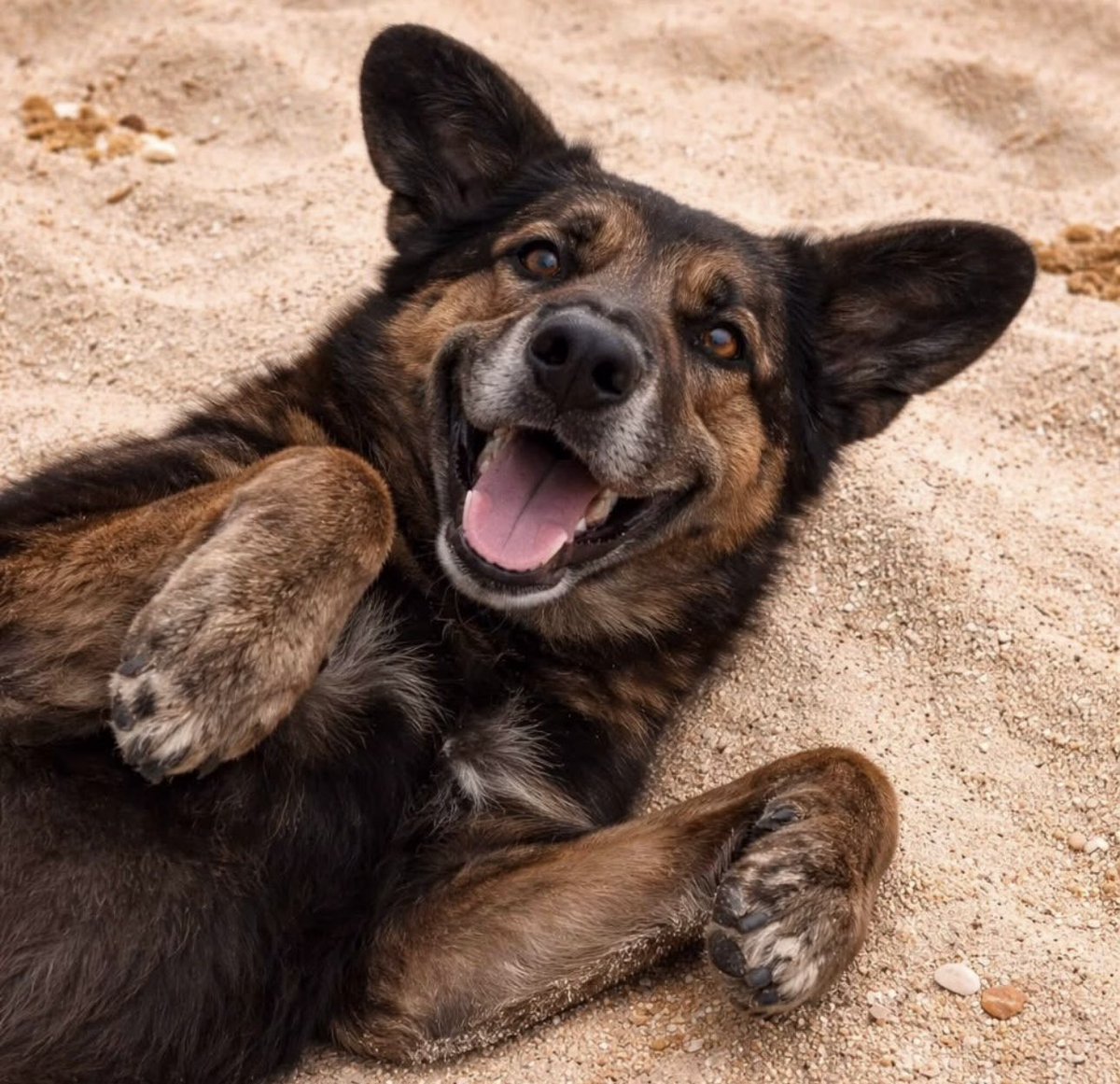 Marco Valverde ® tweet media