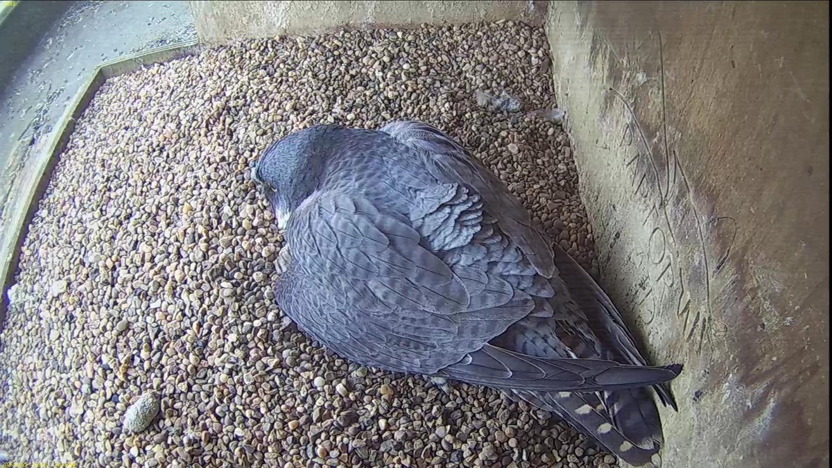 FaB Peregrines tweet media