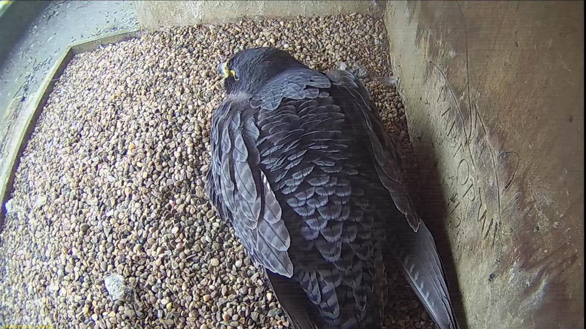 FaB Peregrines tweet media