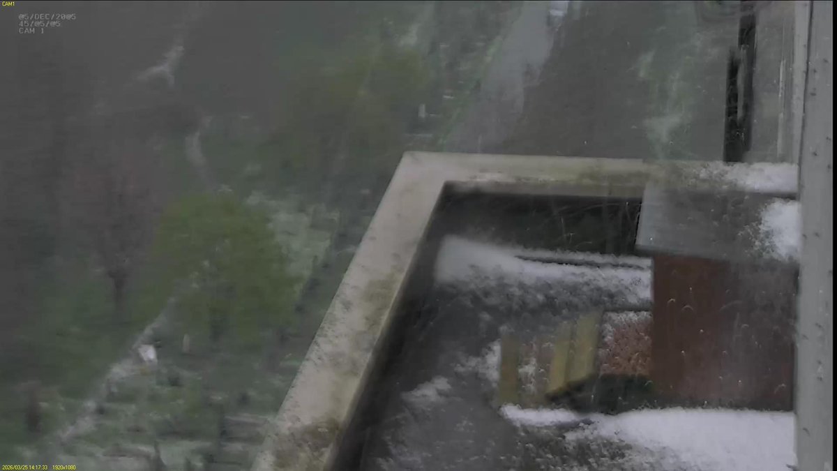 FaB Peregrines tweet media