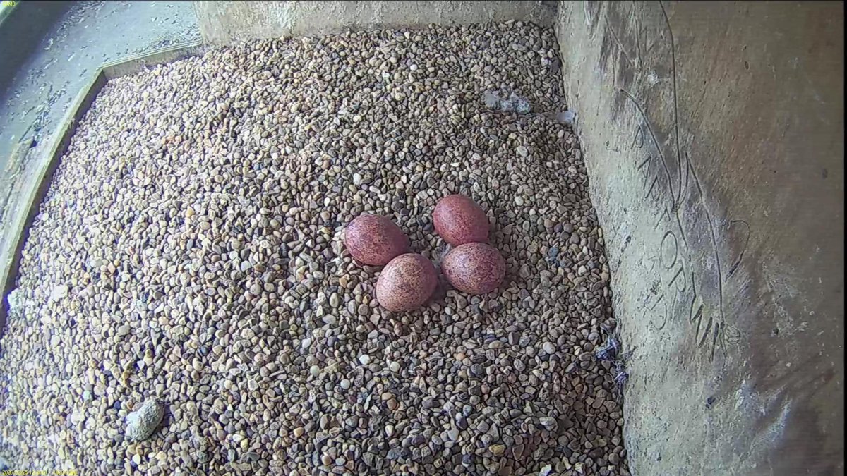 FaB Peregrines tweet media