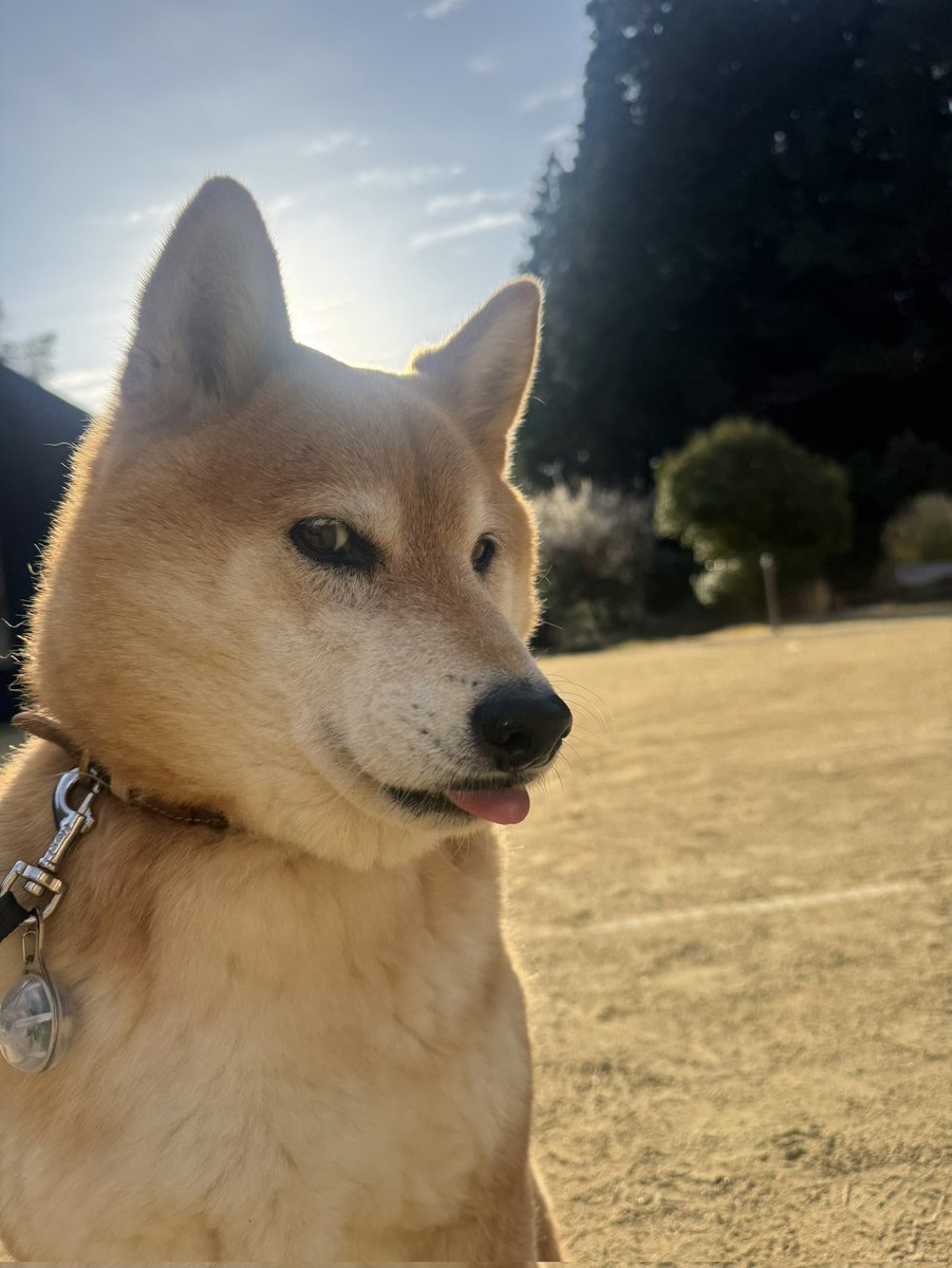 ものなし@100投稿で成長するまで出られない部屋【Vと名乗れる系実況者】 tweet media