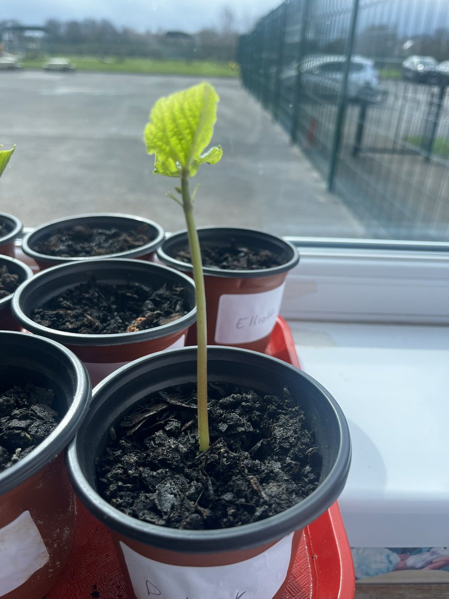 MissMiller_EYFS's tweet photo. The beans nursery planted have shot up! Being a part of the process has really helped them understand the life cycle of a plant. And what they need to grow 🌱#AmbitiousCurriculum https://t.co/L1hCZHxg6E