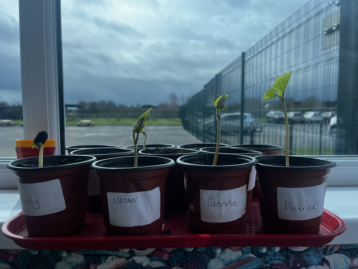 MissMiller_EYFS's tweet photo. The beans nursery planted have shot up! Being a part of the process has really helped them understand the life cycle of a plant. And what they need to grow 🌱#AmbitiousCurriculum https://t.co/L1hCZHxg6E