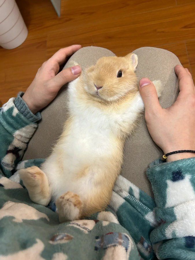 Cutes Animals tweet media