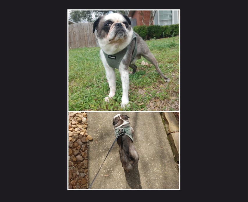2pawsUp_HTX's tweet image. #walkingWednesday with Teddy

#WalkItOutWednesday #pugs #puglife #dogwalking