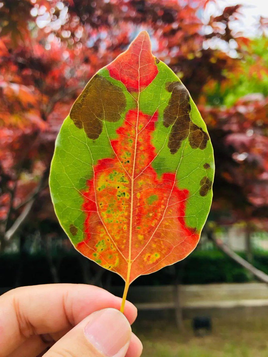 CH Group tweet media