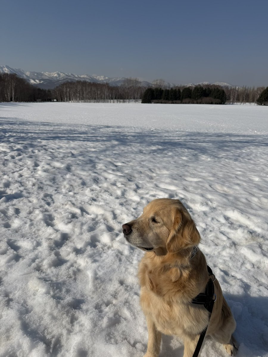 レン🐶ゴールデンレトリバー tweet media