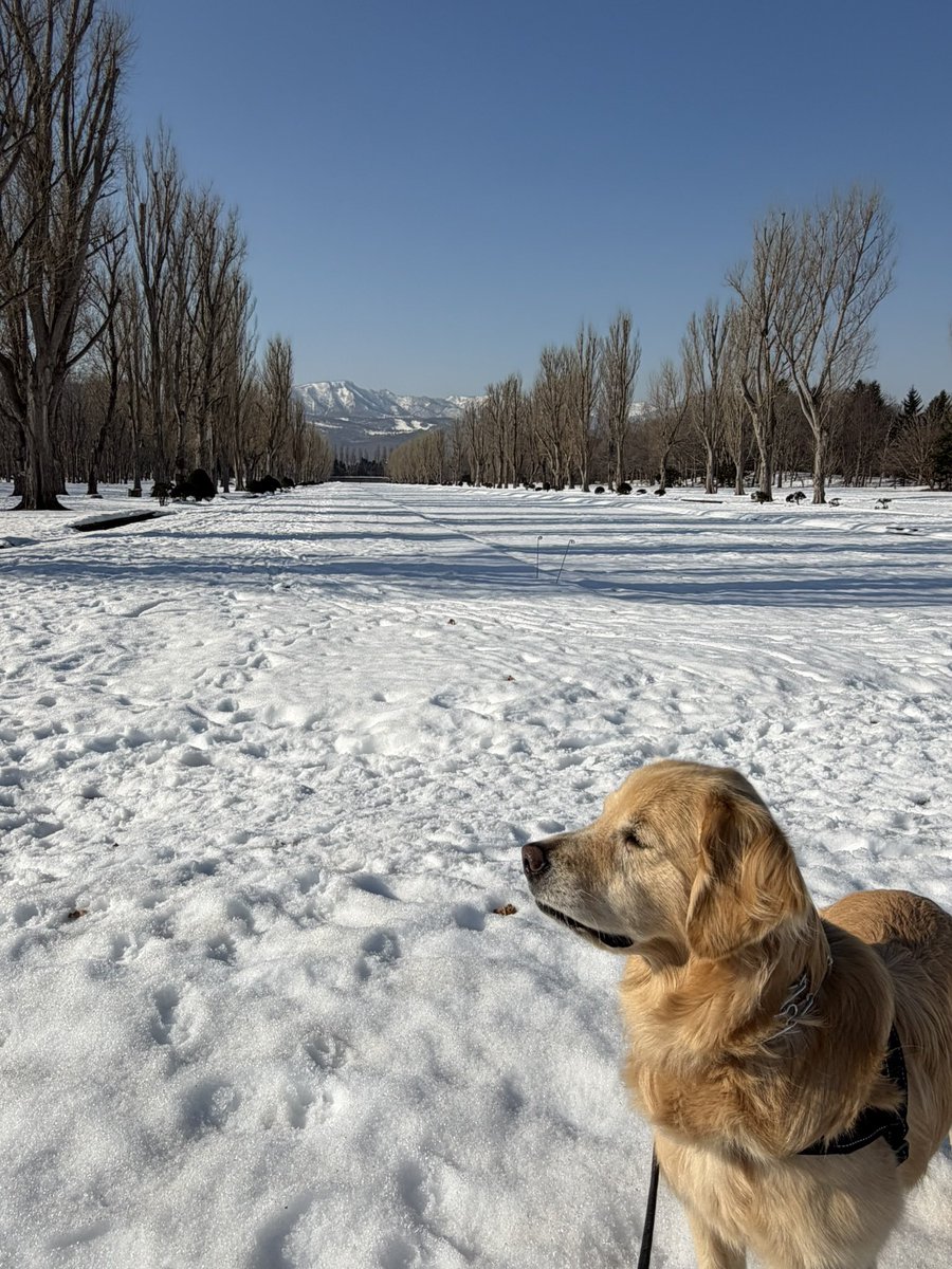 レン🐶ゴールデンレトリバー tweet media