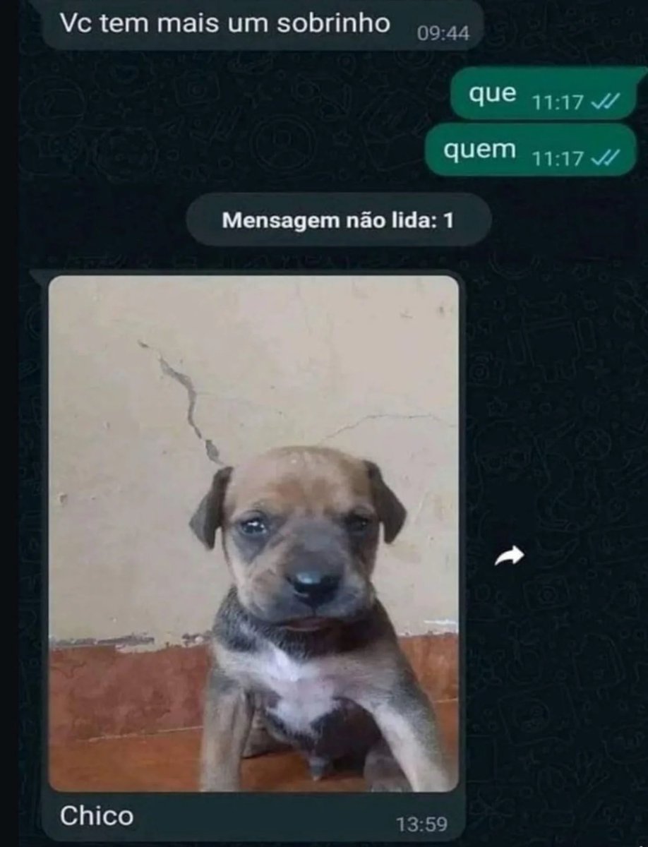 acervo doguinhos tweet media