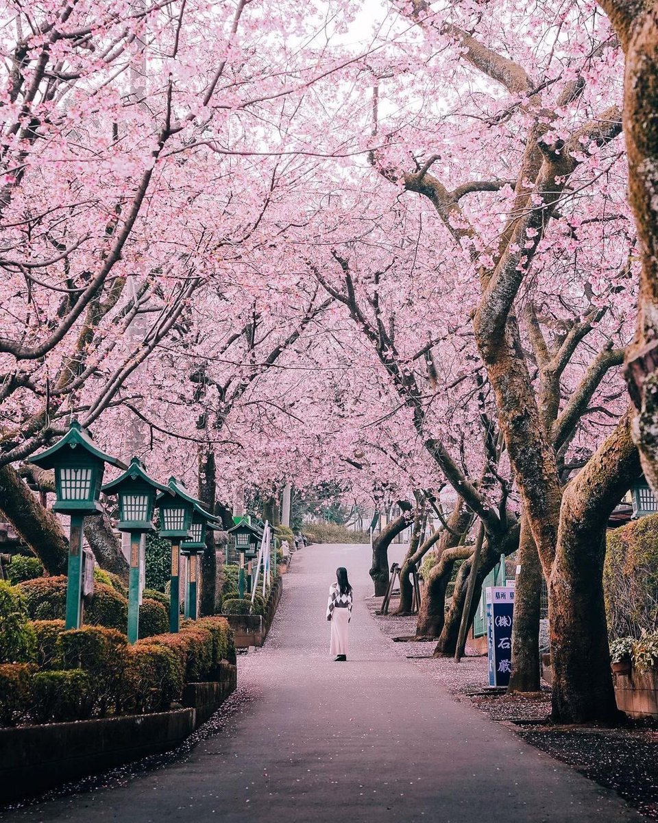 JAPAN 🇯🇵 tweet media