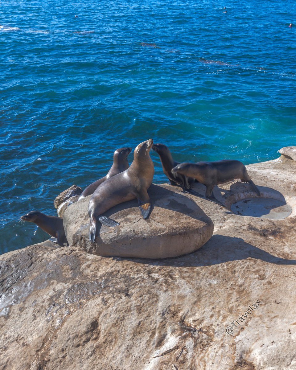 Travolax | Always Traveling tweet media