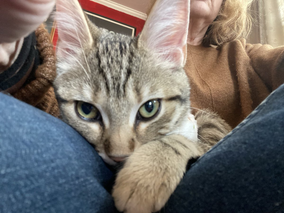 K & Archie, Alec, Declan & Saoirse tweet media