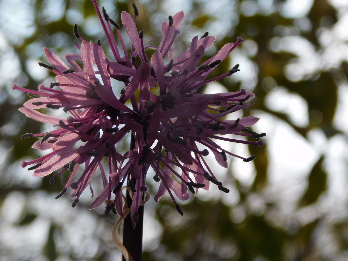 AnemoVerde's tweet image. 2026.3.26(木)☂10℃ 日の出5:39 入り18:00
今日からお陽様🌇は延長営業で
18時台の閉店と相成りました
おはよ雨ございます🎶☂
#朝
#おはよう
#Morgen
#延長営業