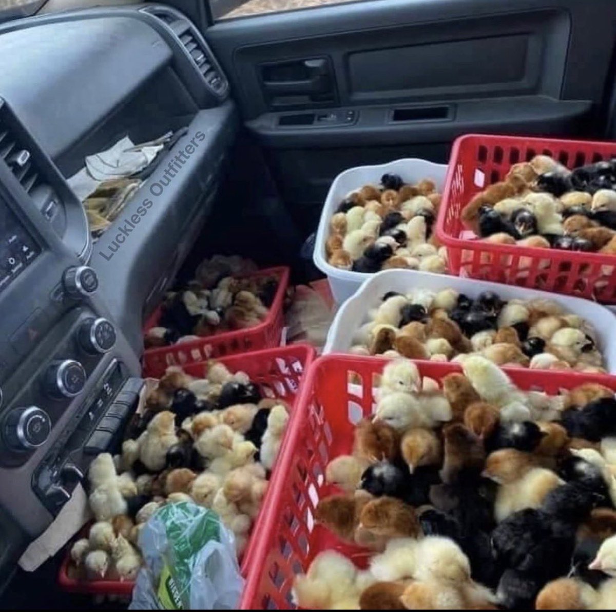 CieltheWitxh tweet media