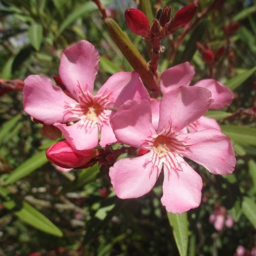 Shelly Shellaqua tweet media