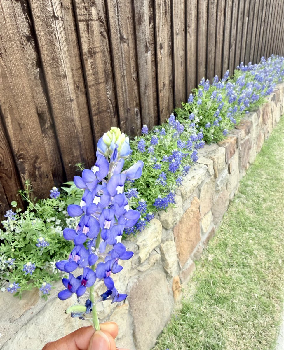 Always a beautiful sight to behold 🥹
Best time of the Year 🙌🏻
#TexasBlueBonnets
#SpringFlowers