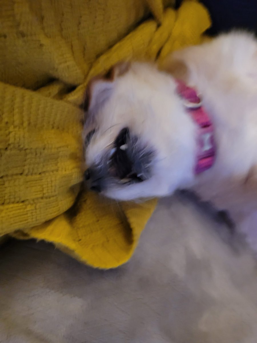 Central Scrutinizer tweet media