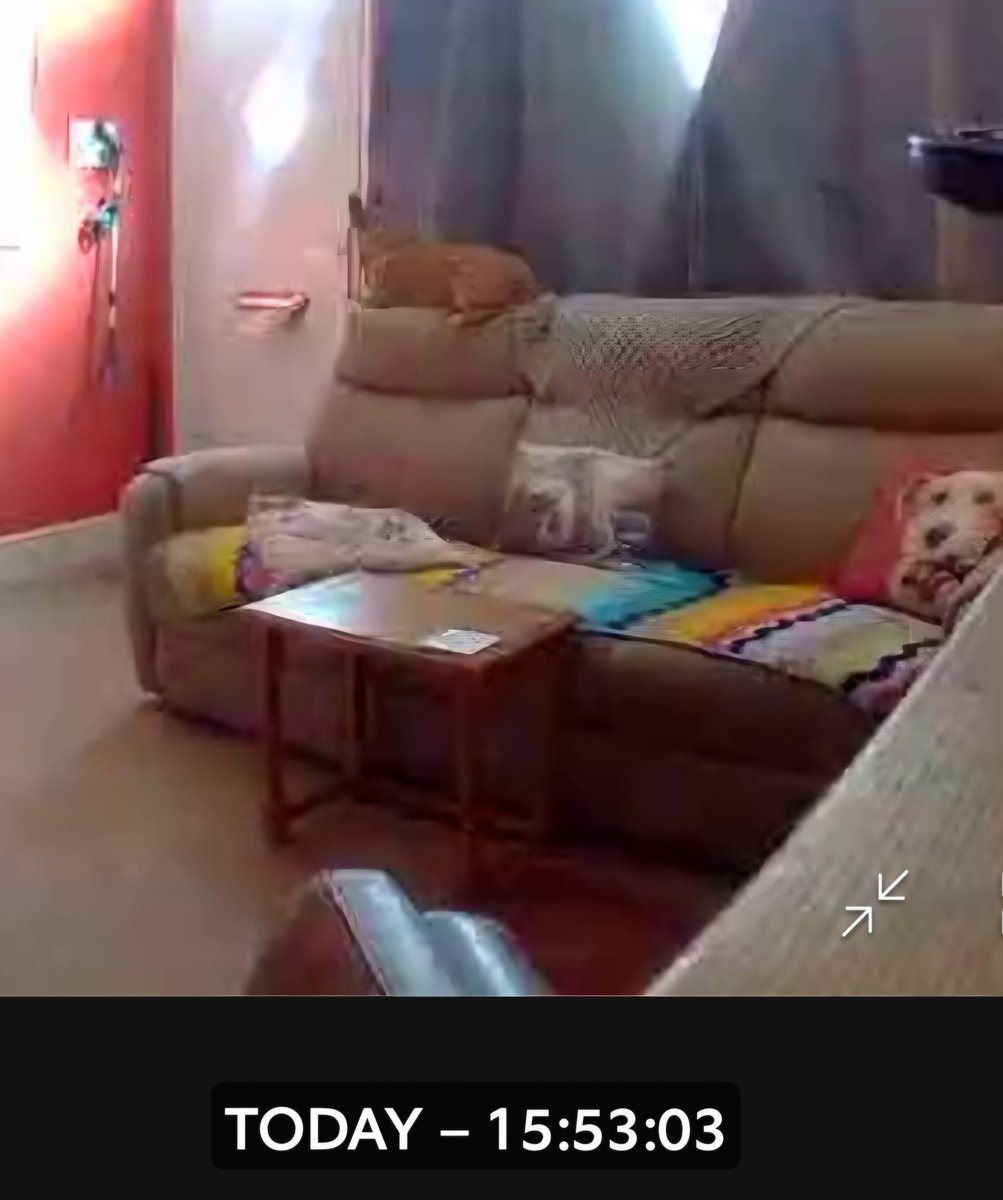 ⛰️🌳🐈⬛ CathArtic 🐈🐓🫖 tweet media