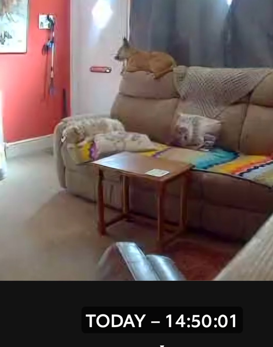 ⛰️🌳🐈⬛ CathArtic 🐈🐓🫖 tweet media