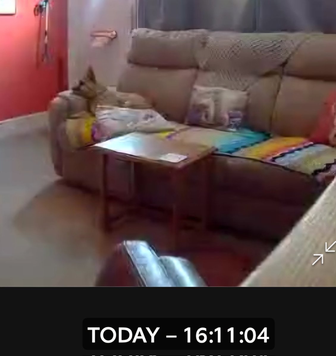 ⛰️🌳🐈⬛ CathArtic 🐈🐓🫖 tweet media