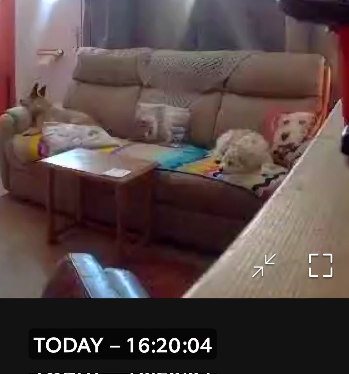 ⛰️🌳🐈⬛ CathArtic 🐈🐓🫖 tweet media