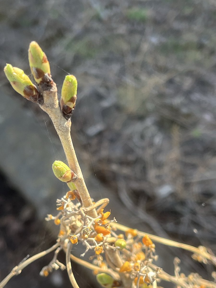 ほげほげ tweet media