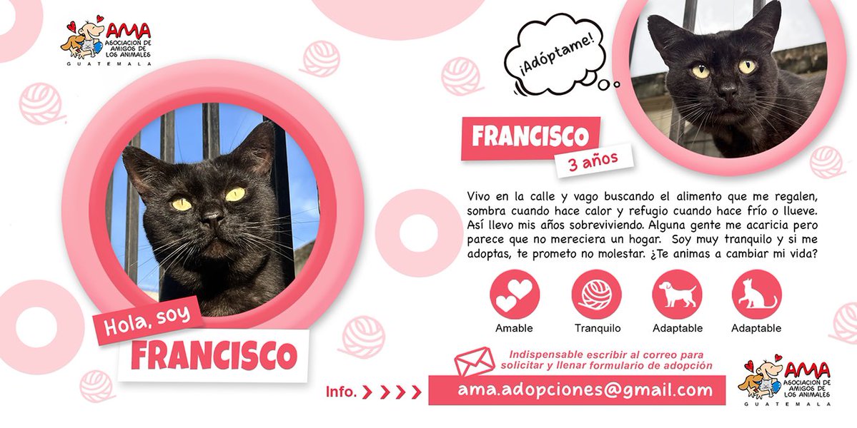 amigosdelosanimales tweet media