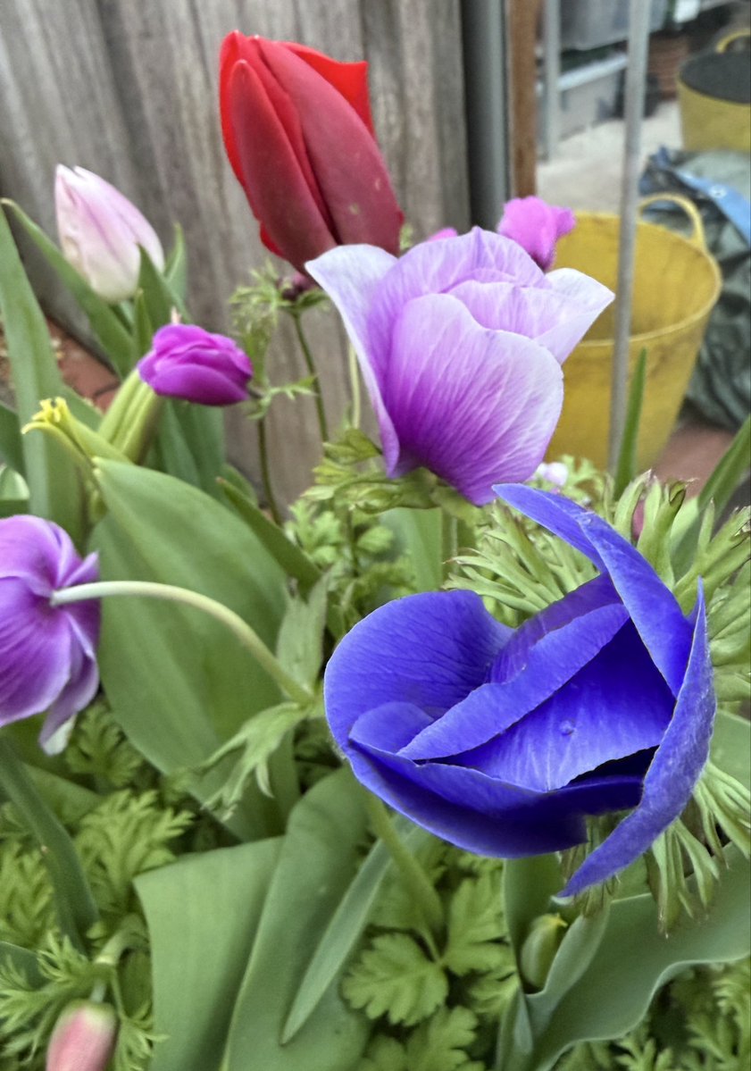 Walnut Kitchen Garden 🌶🫑🌼🍅🥦🌸🫐🍒🌿 tweet media