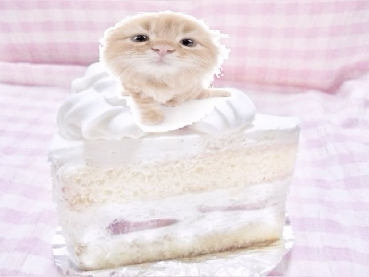 ꒰ྀིᐡ ◜ඏ◝ 𓏼ᐡ꒱𑁤༘ ゛ tweet media