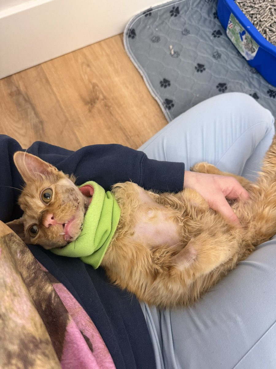 Friends of Bear Cat Rescue tweet media