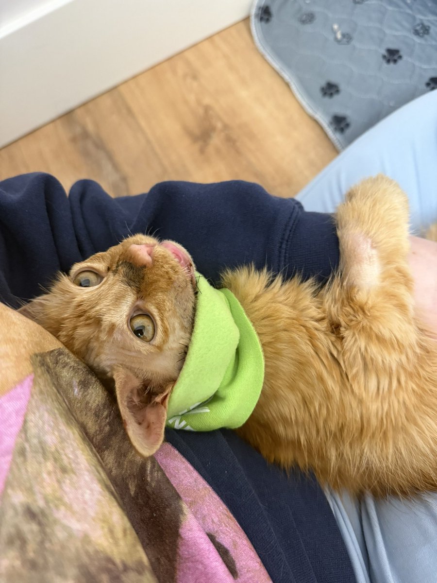 Friends of Bear Cat Rescue tweet media