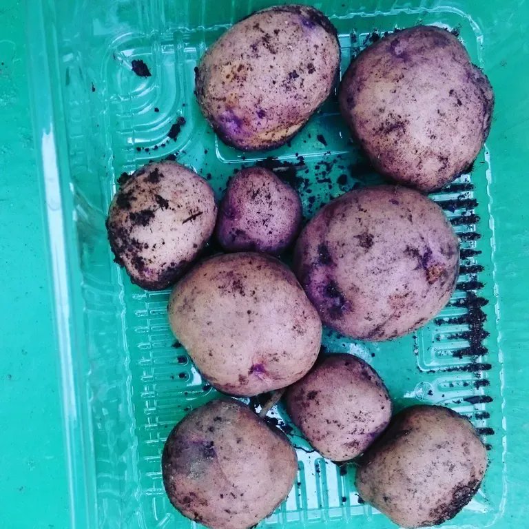 Dima Dima tweet media