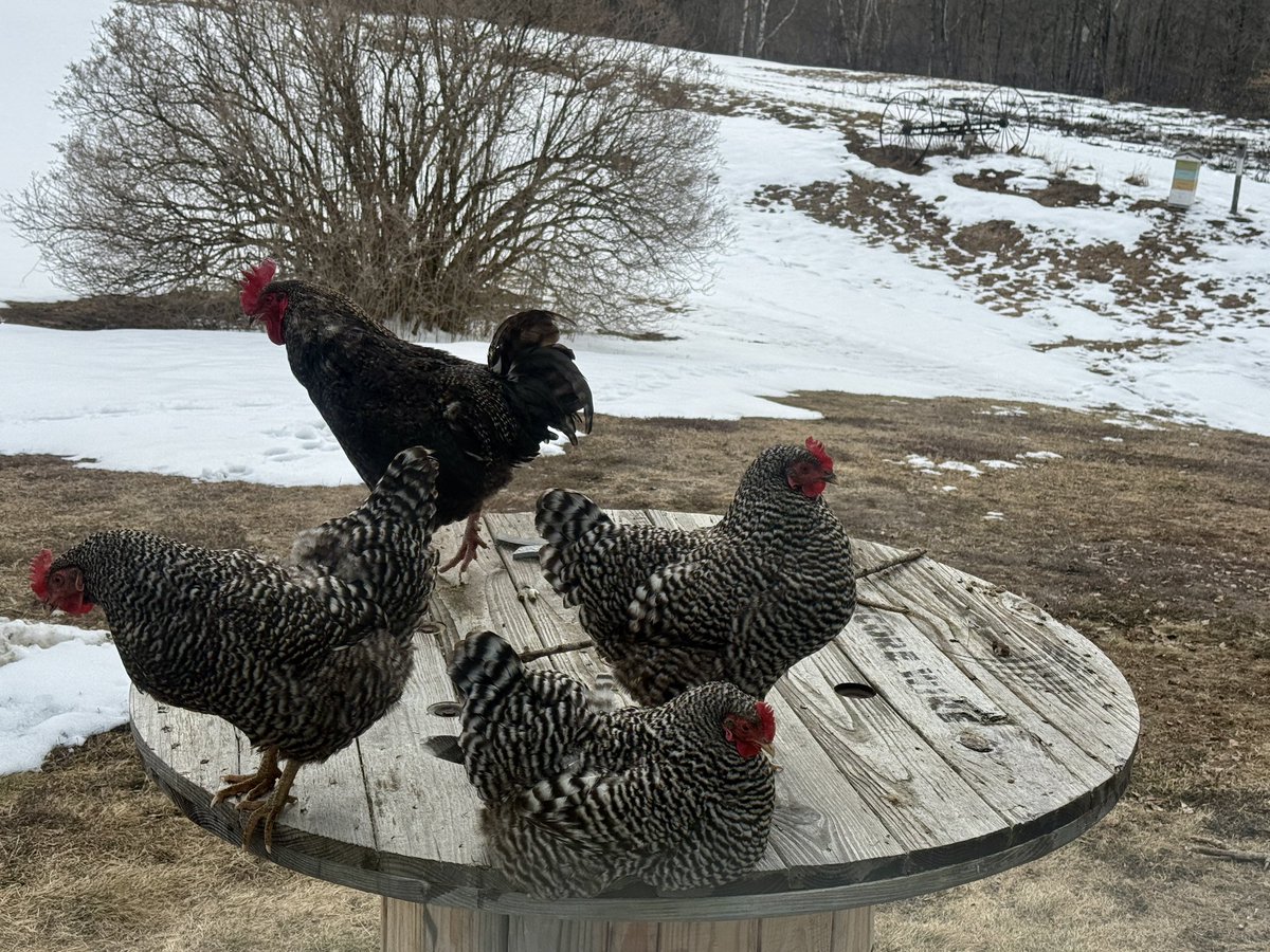 Lady Hollow Tree tweet media