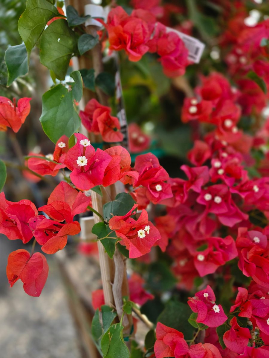 Style Magazine tweet media