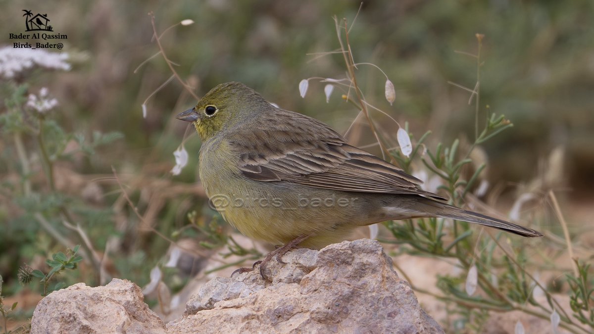 الاسم

درسة شامية 

Cinereous Bunting

Emberiza cineracea

الحالة : مهاجر 

الموقع : محمية الملك عبدالعزيز 

#السعودية #طيور_السعودية  
#birds #تصويري #هشتاق_السعودية  #Emberizacineracea  

#محمية_الملك_عبدالعزعيز_الملكية

حساب خاص لرصد طيور السعودية 
 <a href="/Birds_bader2/">راصد طيور السعودية Saudi birds 🇸🇦</a>