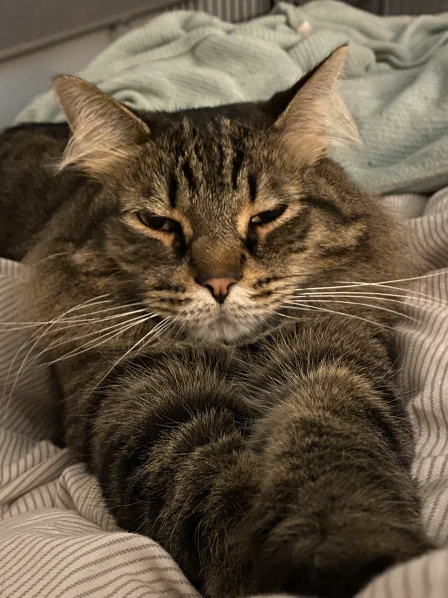 K & Archie, Alec, Declan & Saoirse tweet media