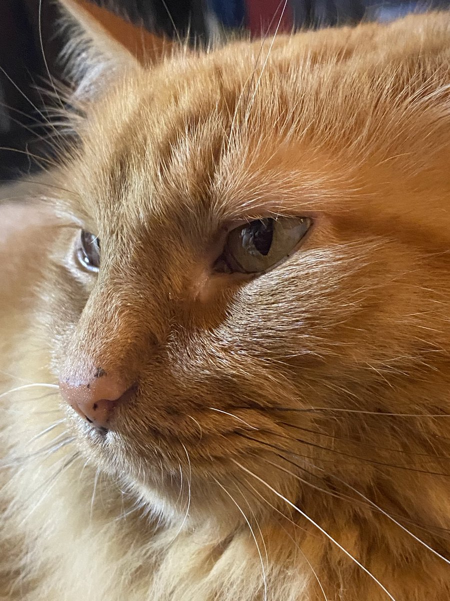 K & Archie, Alec, Declan & Saoirse tweet media