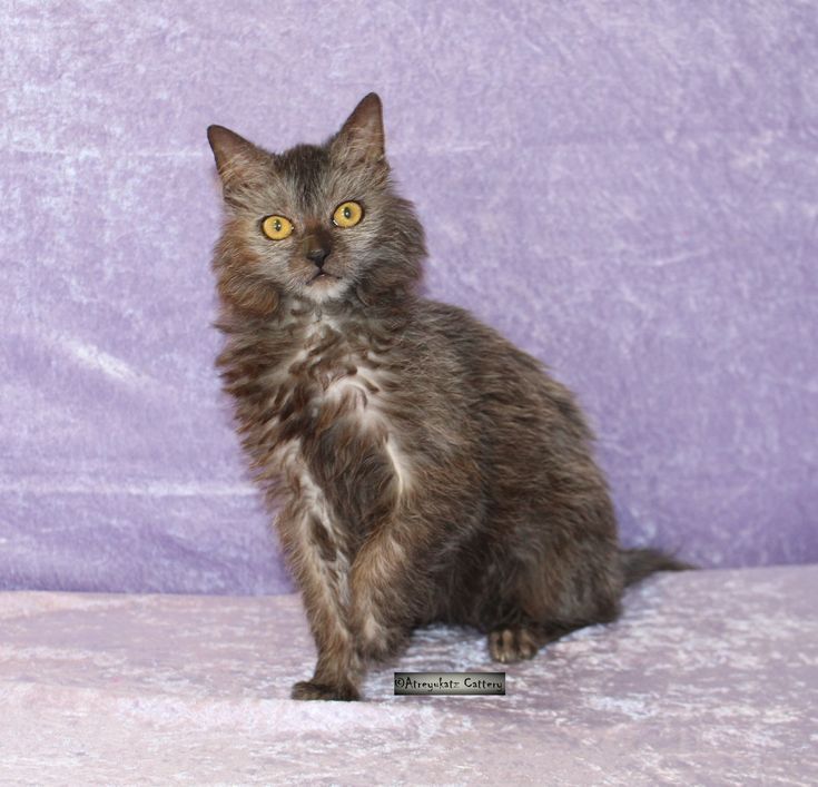 ʚ𝘔𝘰𝘯𝘵𝘺ɞ tweet media