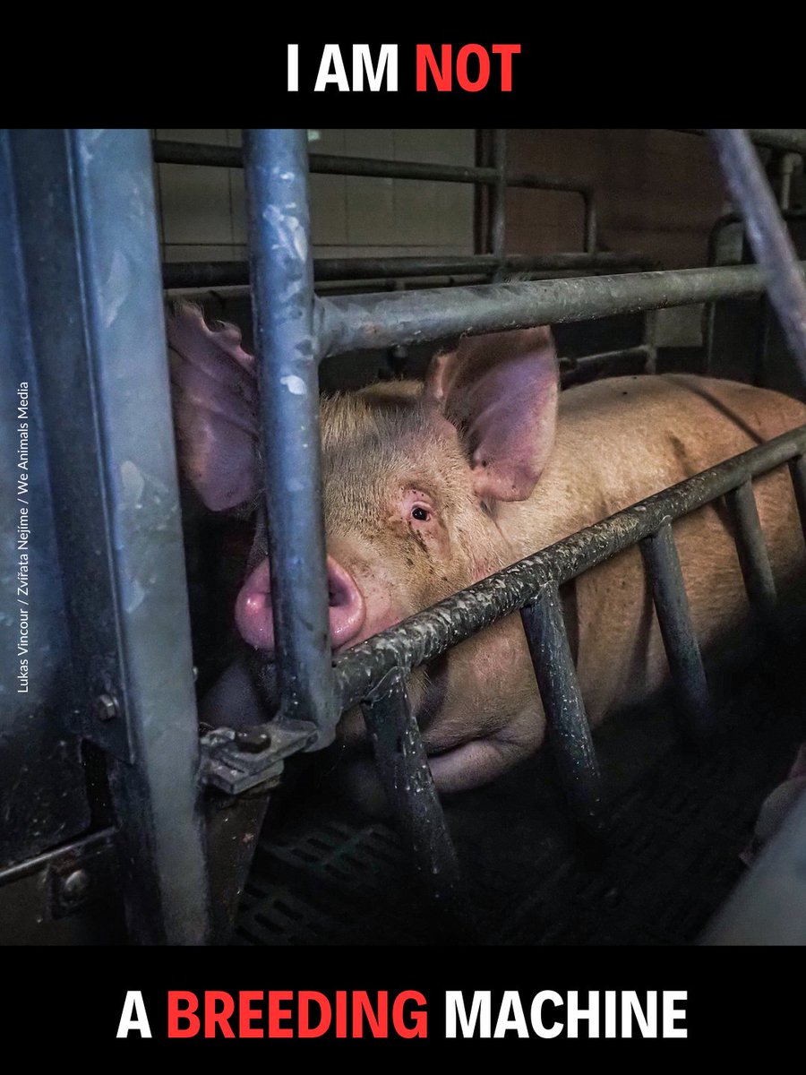 Vegan FTA tweet media