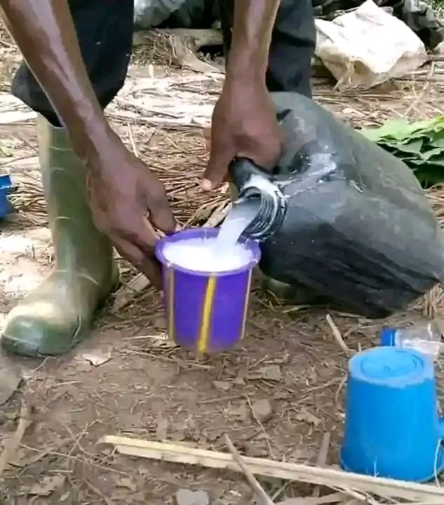 Asụsụ Igbo tweet media