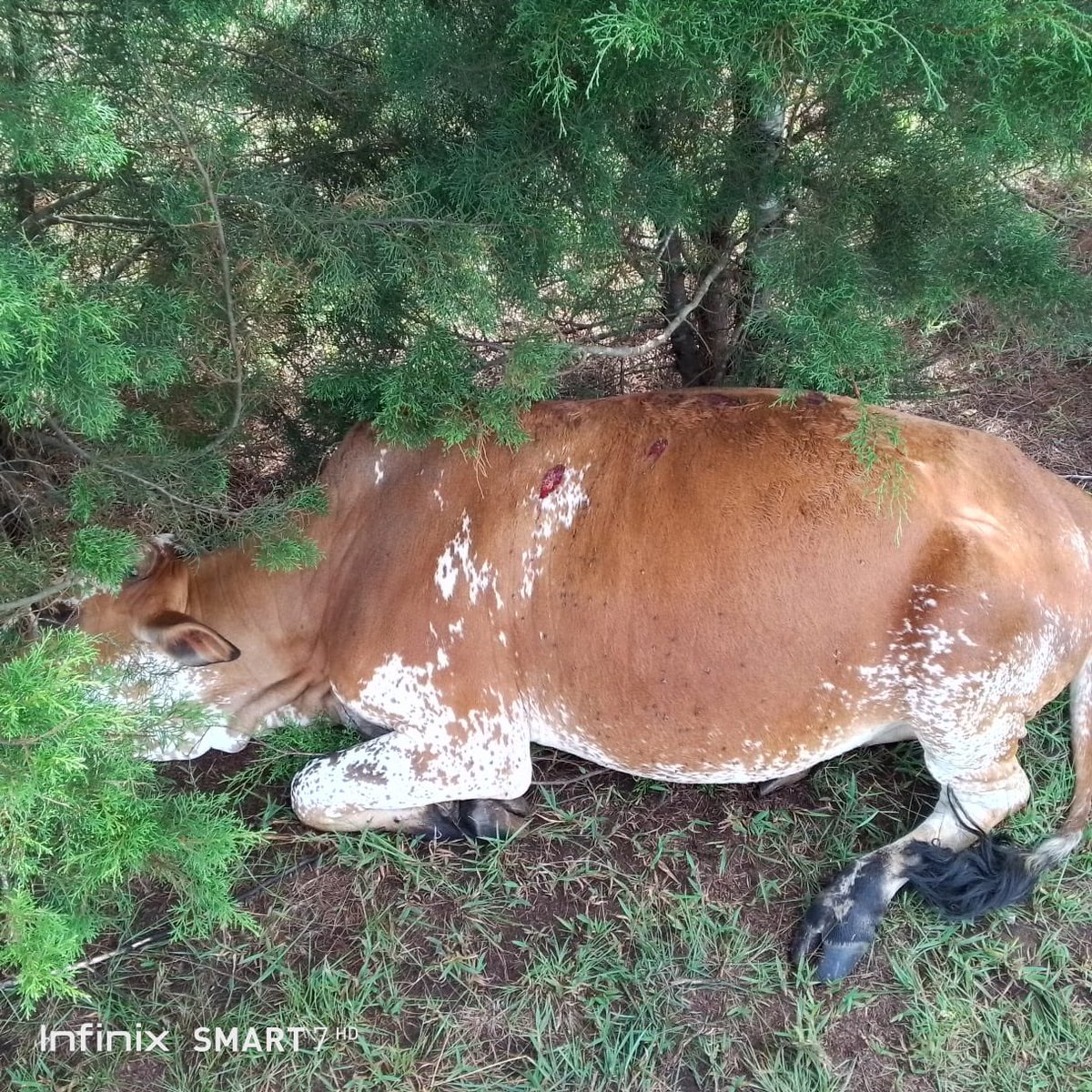 kivu utile tweet media