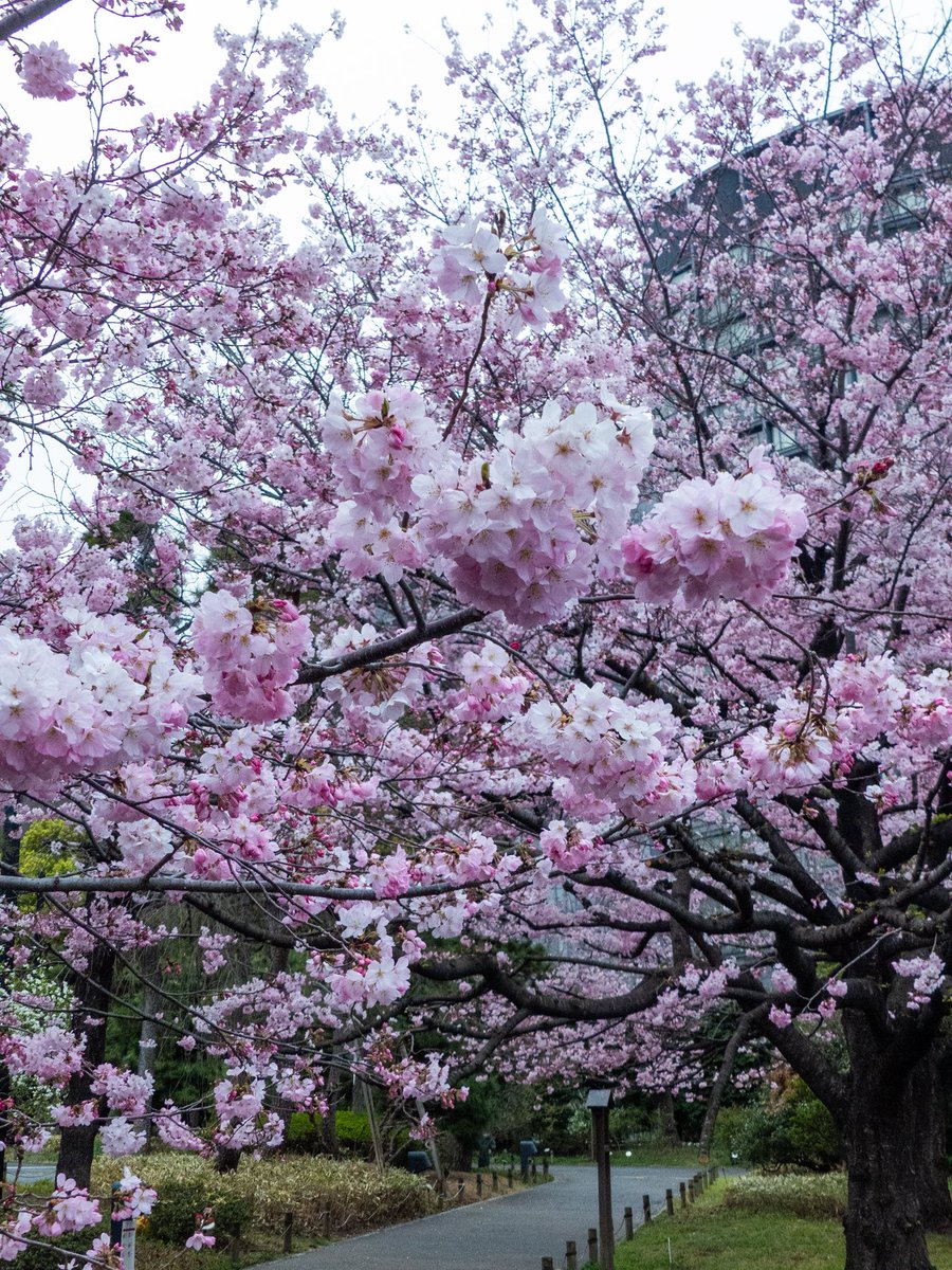 ますちゃん【1st】photomasujp(マスチャン) tweet media