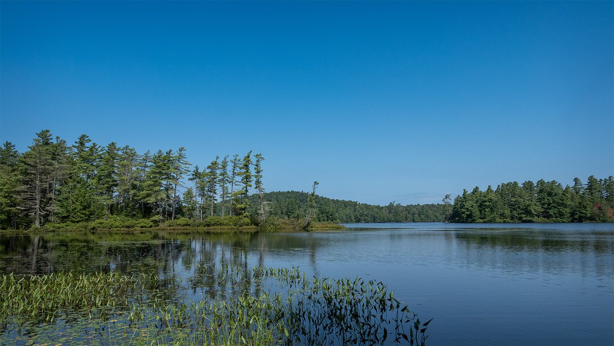 Wild Adirondacks tweet media