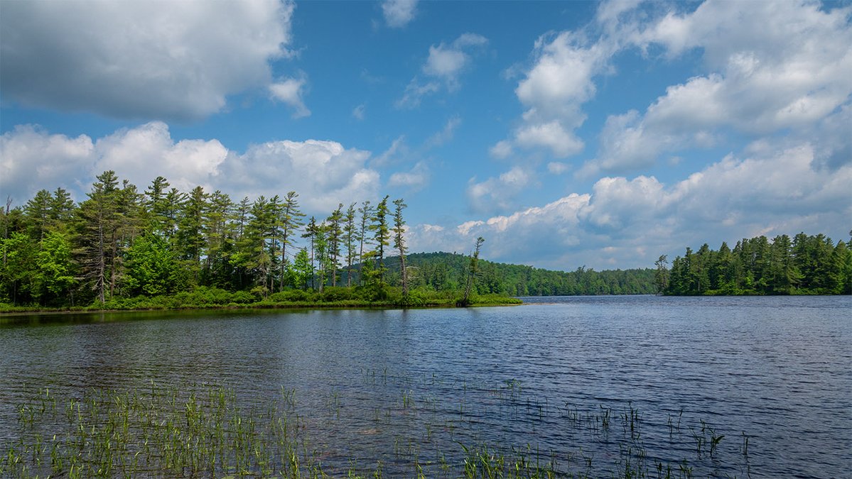 Wild Adirondacks tweet media
